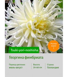 Георгина Tsuki-yori-noshisha Георгина Tsuki-yori-noshisha