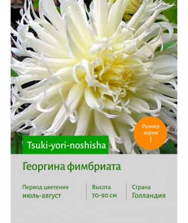 Георгина Tsuki-yori-noshisha