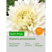 Георгина Bull's Pride
