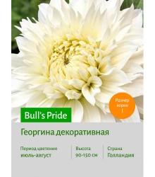 Георгина Bull's Pride Георгина Bull's Pride