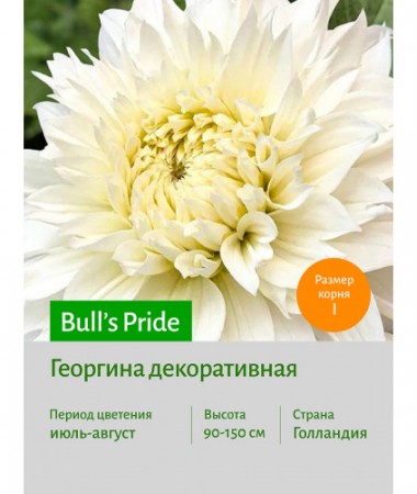 Георгина Bull's Pride