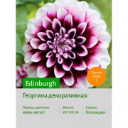 Георгина Edinburgh