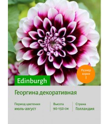 Георгина Edinburgh Георгина Edinburgh