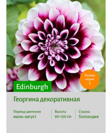 Георгина Edinburgh