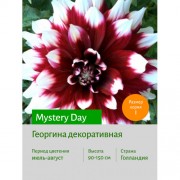 Георгина Mystery Day