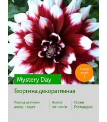 Георгина Mystery Day Георгина Mystery Day