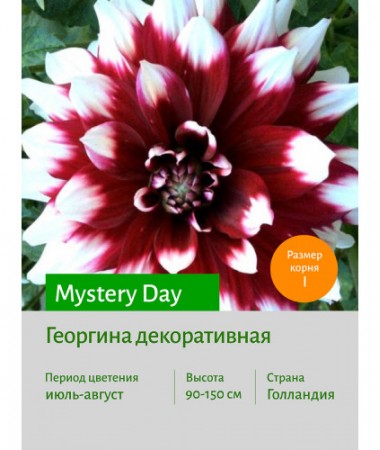 Георгина Mystery Day