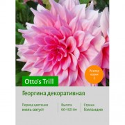 Георгина Otto's Trill