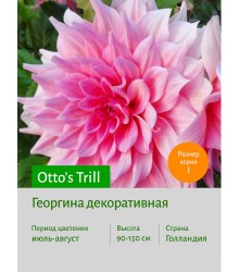 Георгина Otto's Trill Георгина Otto's Trill