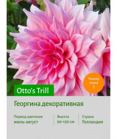 Георгина Otto's Trill