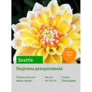Георгина Seattle