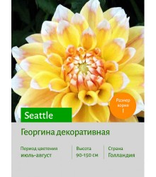 Георгина Seattle Георгина Seattle