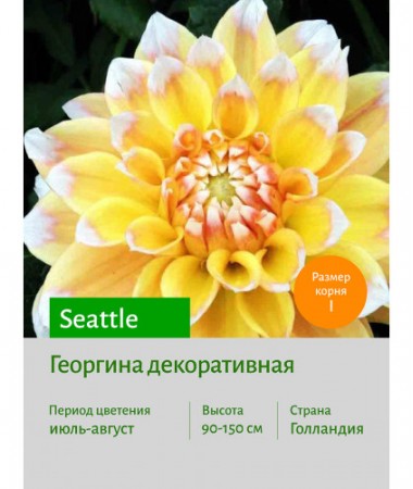 Георгина Seattle