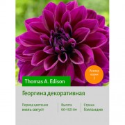 Георгина Thomas A.Edison