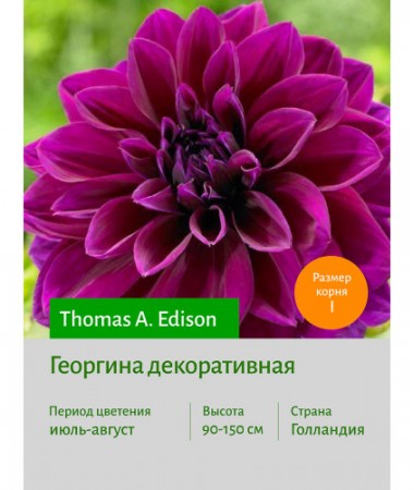 Георгина Thomas A.Edison