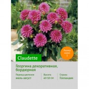Георгина Claudette
