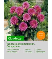 Георгина Claudette Георгина Claudette
