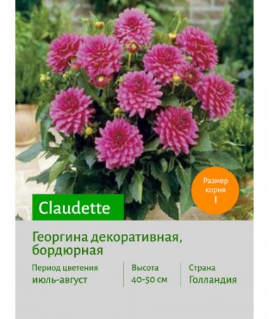 Георгина Claudette