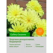 Георгина Gallery Cezanne