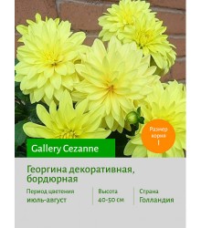 Георгина Gallery Cezanne Георгина Gallery Cezanne