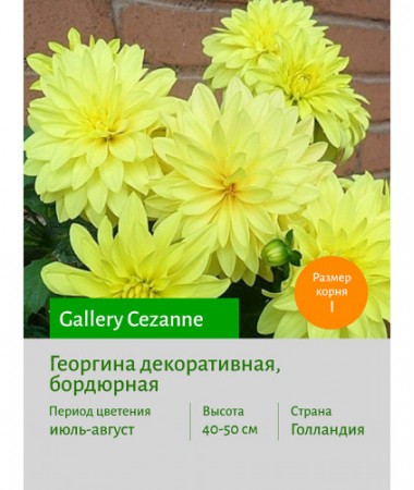 Георгина Gallery Cezanne