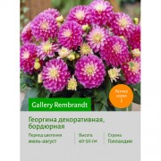 Георгина Gallery Rembrandt