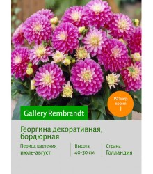 Георгина Gallery Rembrandt Георгина Gallery Rembrandt