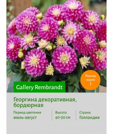 Георгина Gallery Rembrandt