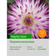 Георгина Hayley Jane