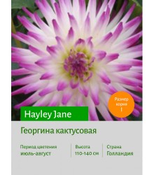 Георгина Hayley Jane Георгина Hayley Jane