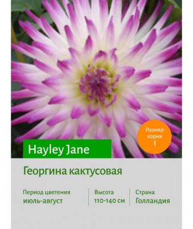 Георгина Hayley Jane