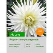 Георгина My Love