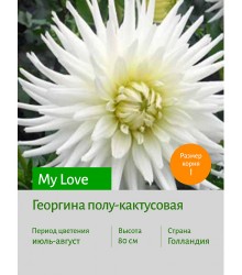 Георгина My Love Георгина My Love