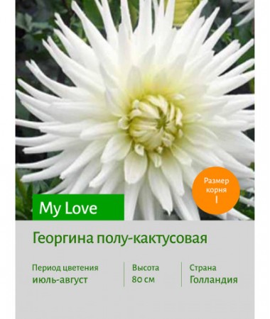 Георгина My Love