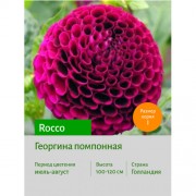 Георгина Rocco