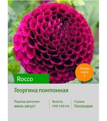 Георгина Rocco Георгина Rocco