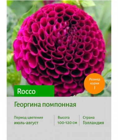 Георгина Rocco