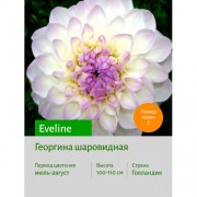 Георгина Eveline
