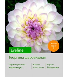 Георгина Eveline Георгина Eveline