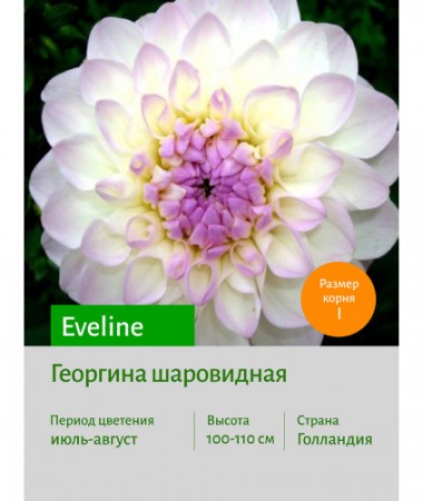 Георгина Eveline