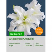 Амариллис Ice Queen