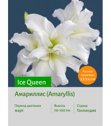Амариллис Ice Queen Амариллис Ice Queen