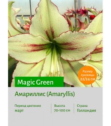 Амариллис Magic Green Амариллис Magic Green