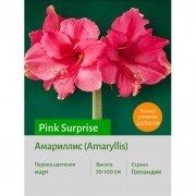 Амариллис Pink Surprise