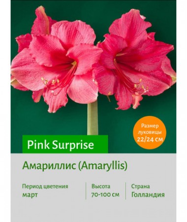 Амариллис Pink Surprise