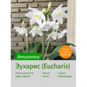 Эухарис Amazonica