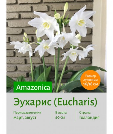 Эухарис Amazonica