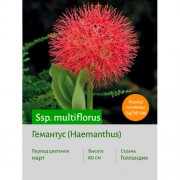 Гемантус multiflorus