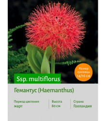 Гемантус multiflorus