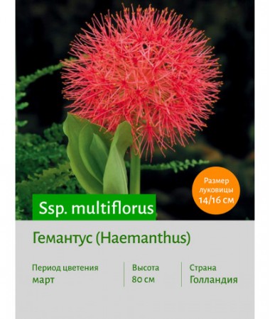 Гемантус multiflorus